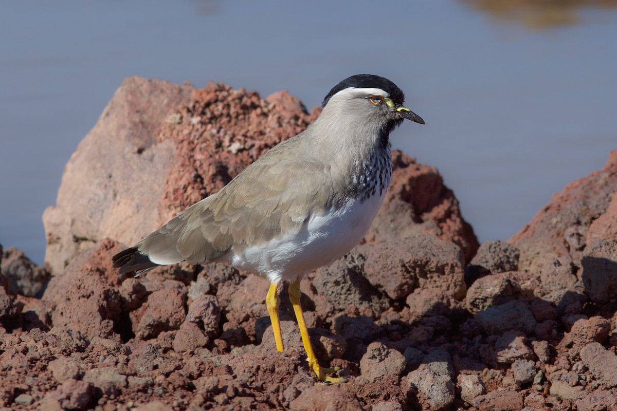 Spot-breasted Lapwing - ML618604702