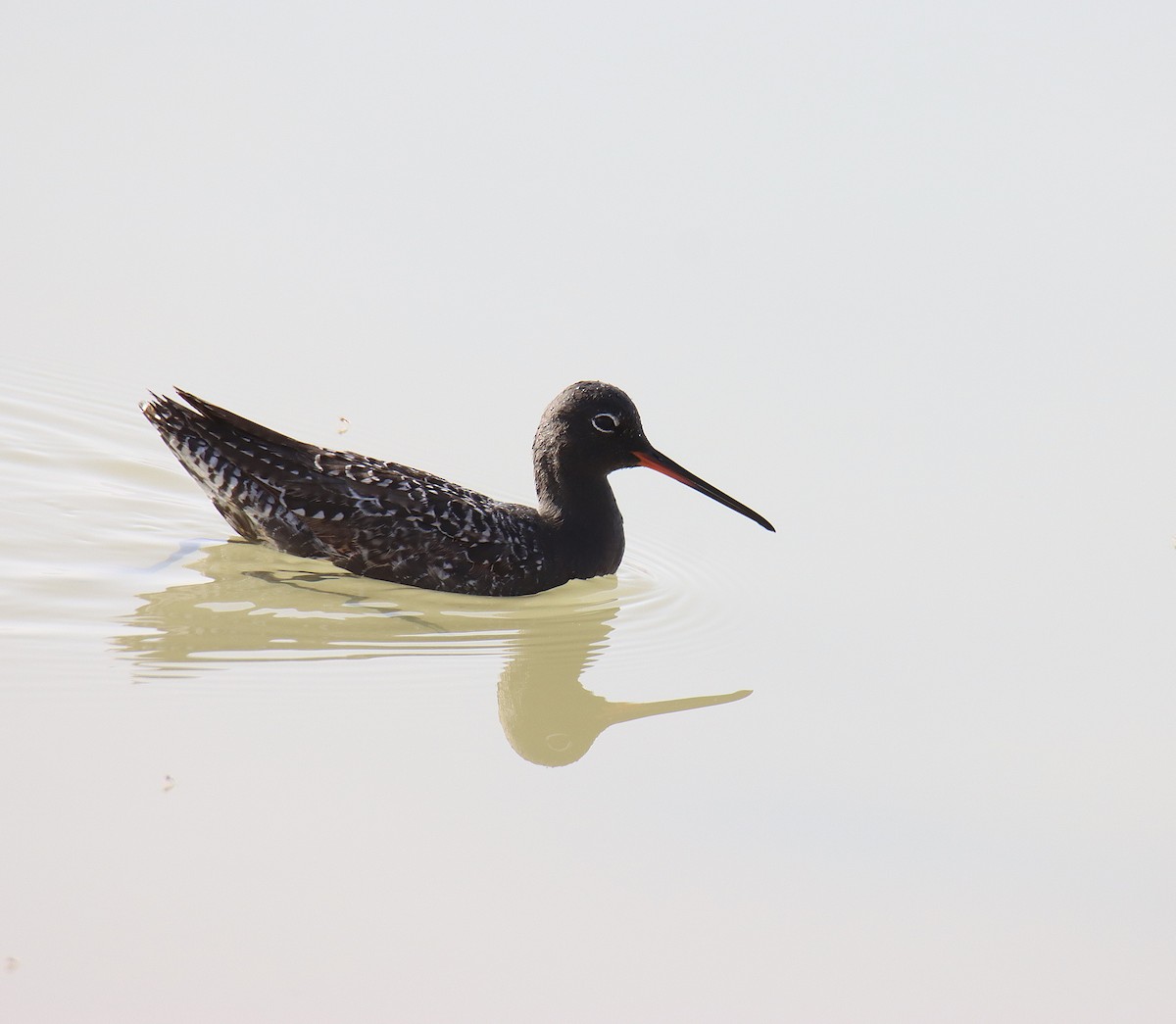 Spotted Redshank - ML618604712