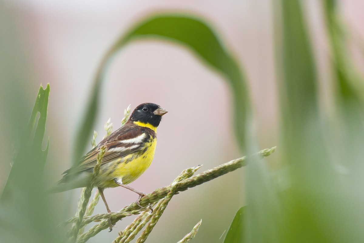 Yellow-breasted Bunting - ML618604726