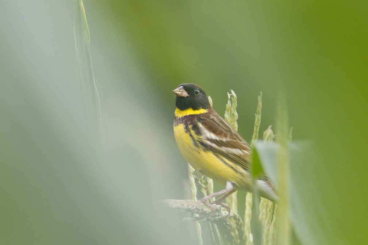 Yellow-breasted Bunting - ML618604728