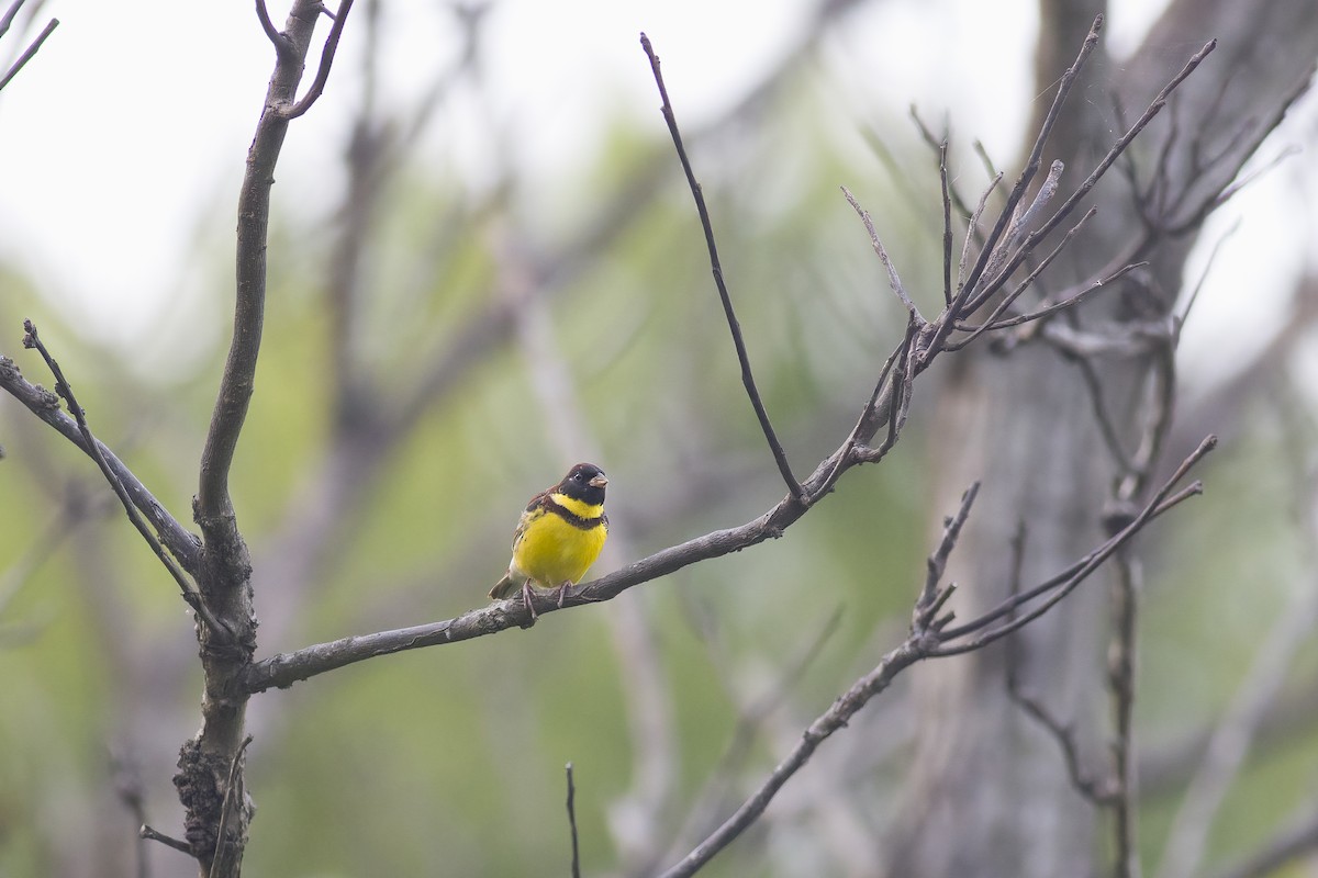 Yellow-breasted Bunting - ML618604732