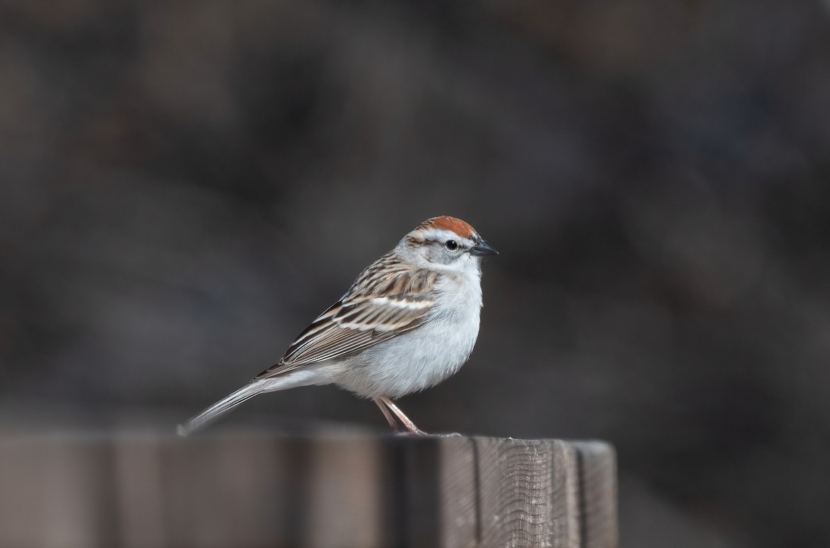 Chipping Sparrow - ML618604751