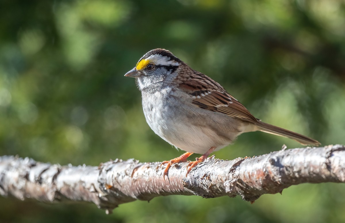 White-throated Sparrow - ML618604754