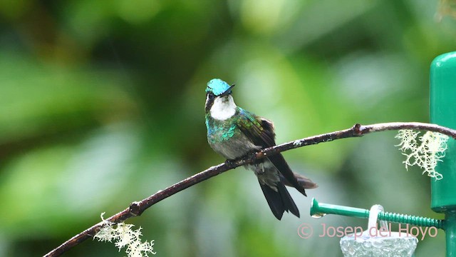 White-throated Mountain-gem (Blue-tailed) - ML618604781