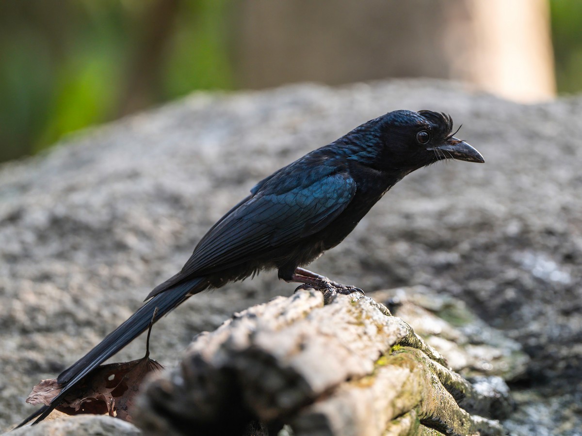 Greater Racket-tailed Drongo - ML618604805
