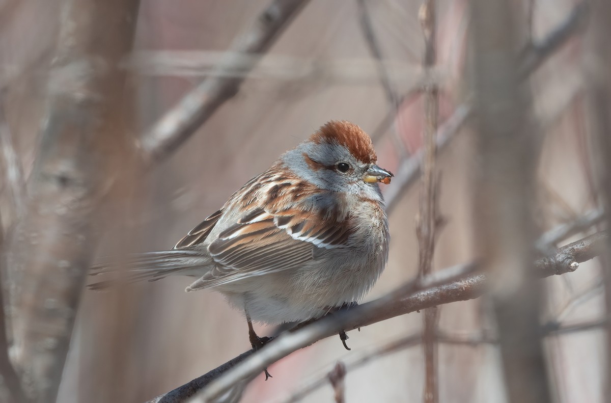 American Tree Sparrow - ML618604828