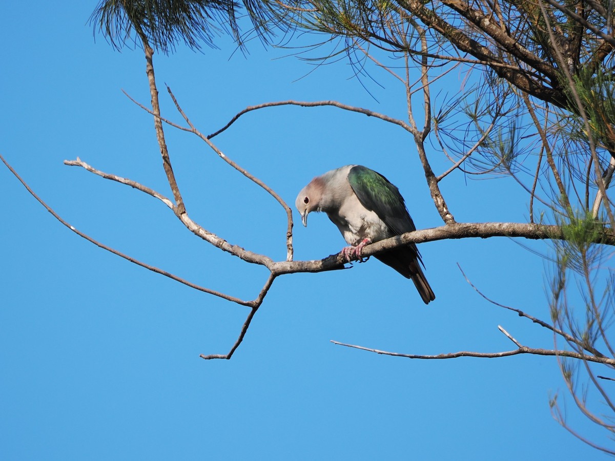 Green Imperial-Pigeon - ML618604831