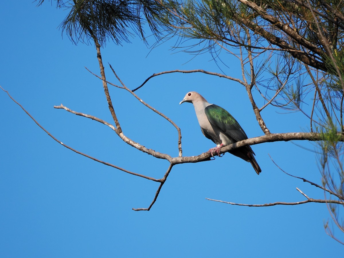 Green Imperial-Pigeon - ML618604832