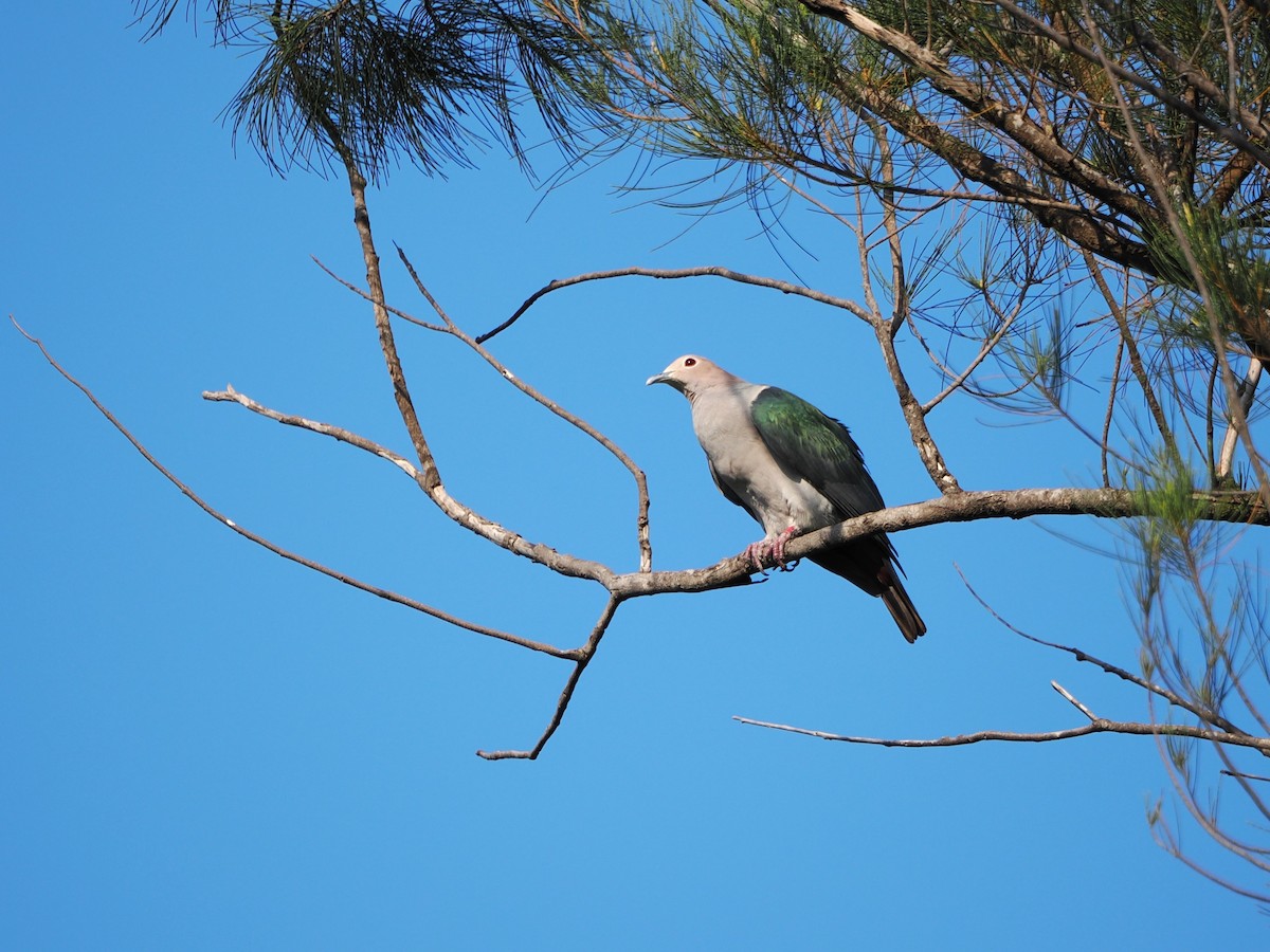 Green Imperial-Pigeon - ML618604833