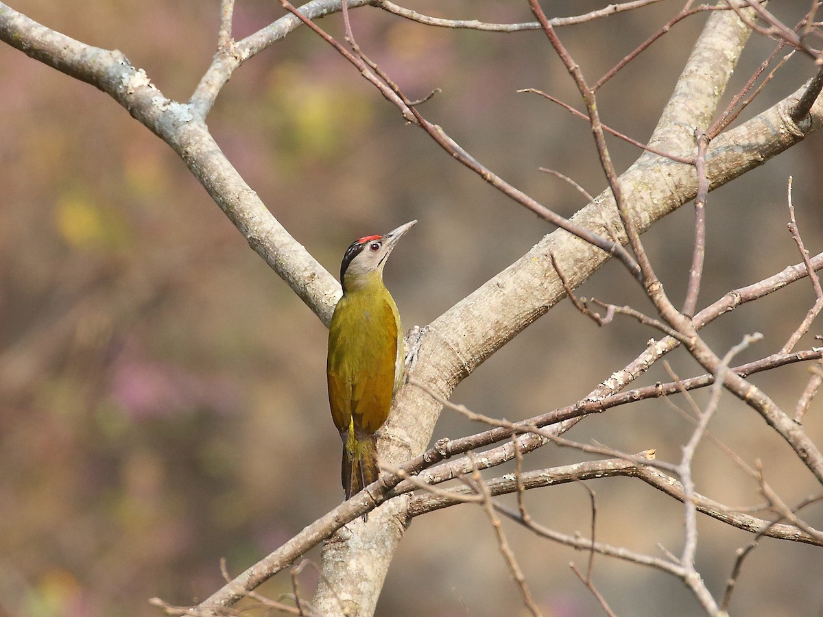 Gray-headed Woodpecker - ML618604841