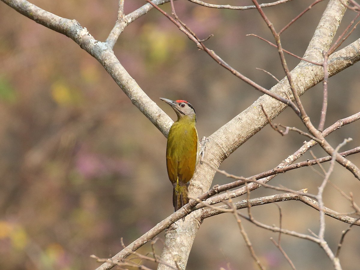 Gray-headed Woodpecker - ML618604847