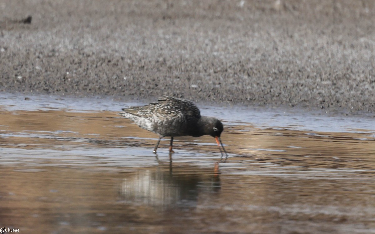 Spotted Redshank - ML618604858