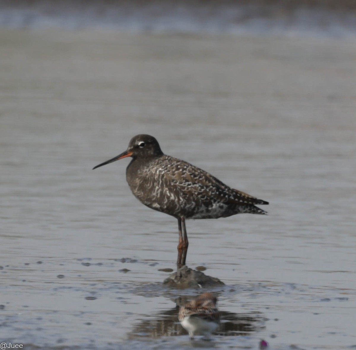 Spotted Redshank - ML618604859