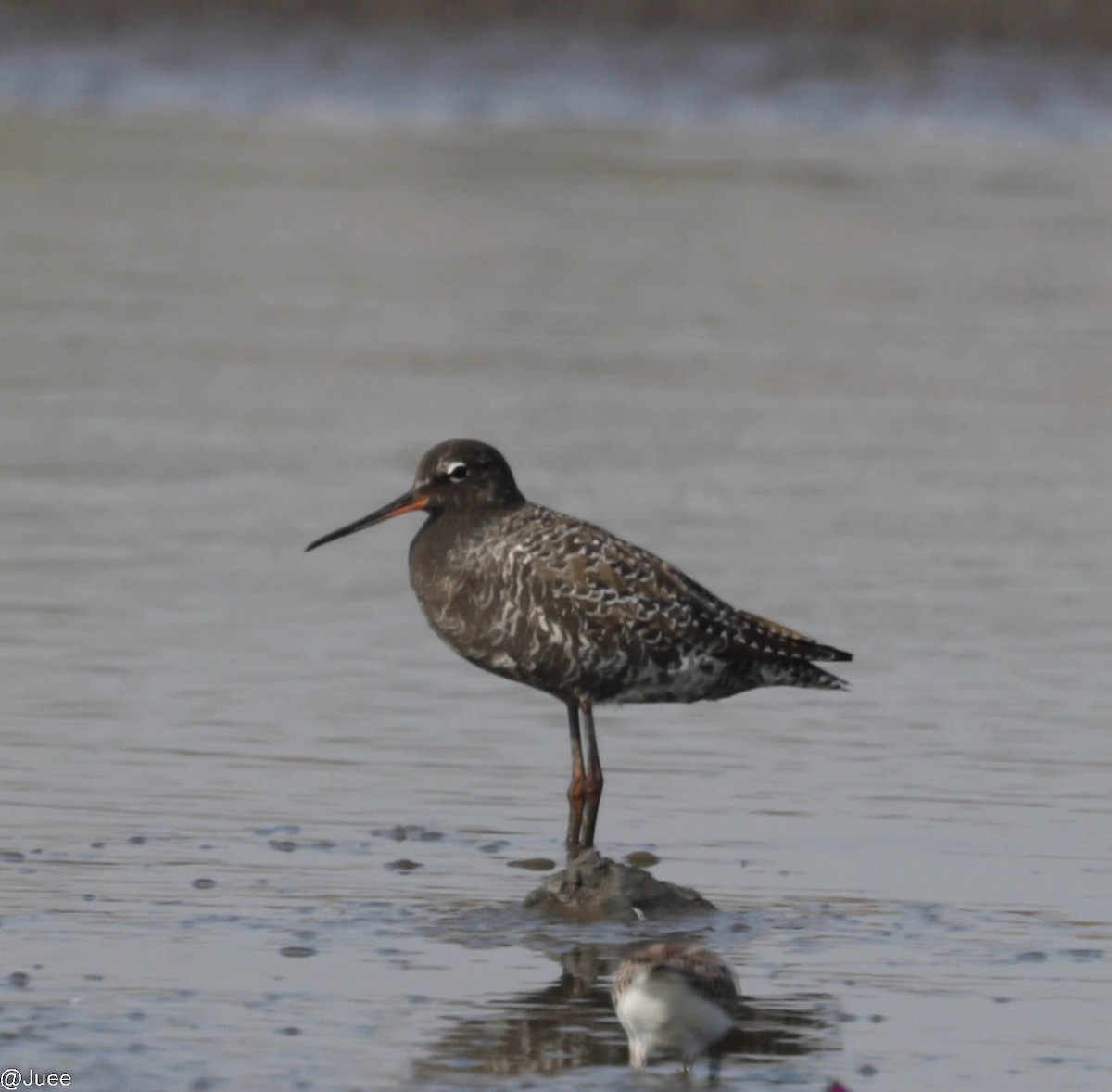 Spotted Redshank - ML618604860