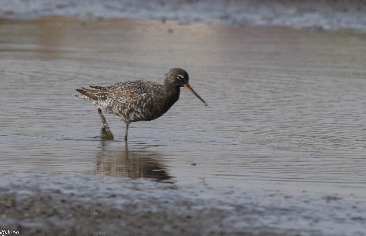 Spotted Redshank - ML618604861