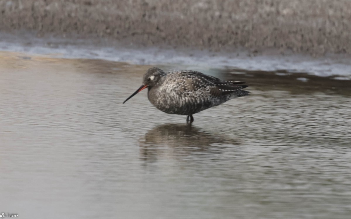 Spotted Redshank - ML618604863