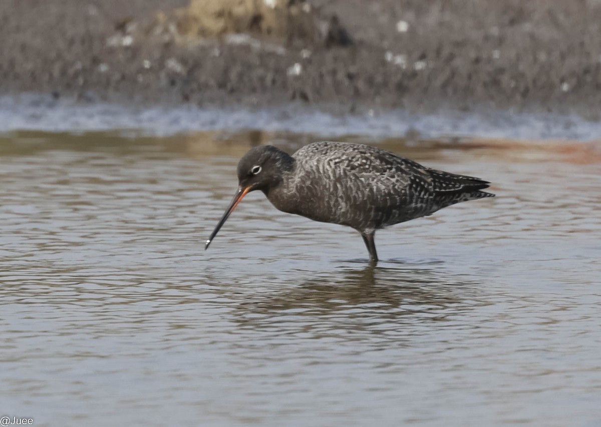 Spotted Redshank - ML618604864