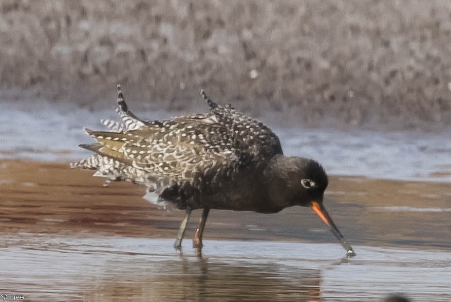 Spotted Redshank - ML618604865