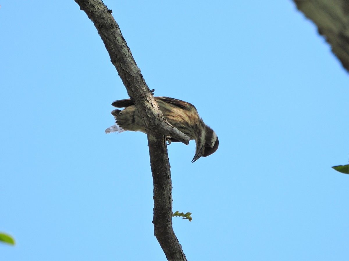 Sunda Pygmy Woodpecker - ML618604875