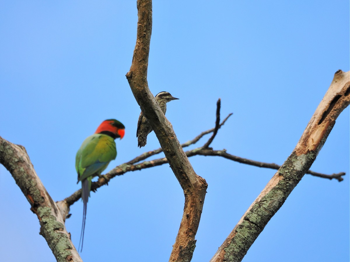 Sunda Pygmy Woodpecker - ML618604876