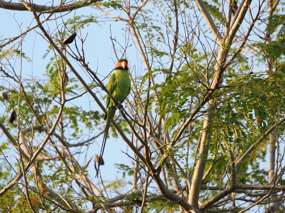 Long-tailed Parakeet - ML618604889