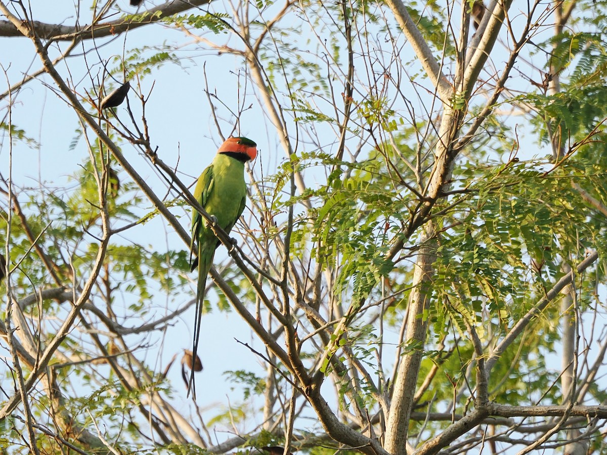 Long-tailed Parakeet - Kuan Chih Yu