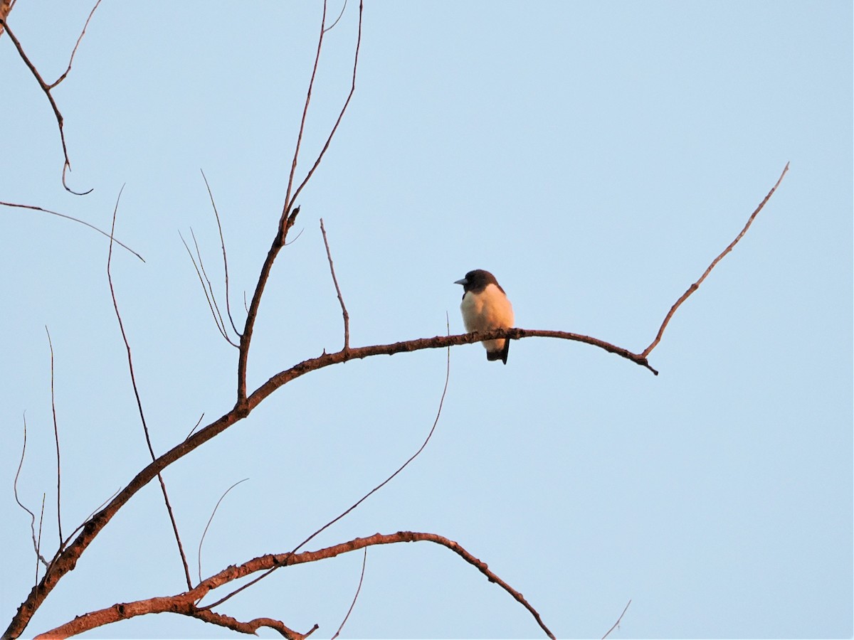 White-breasted Woodswallow - ML618604907