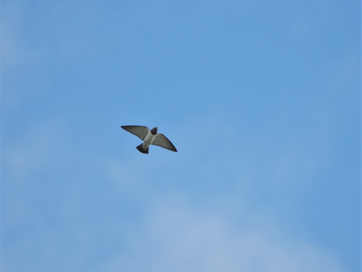 White-breasted Woodswallow - ML618604909