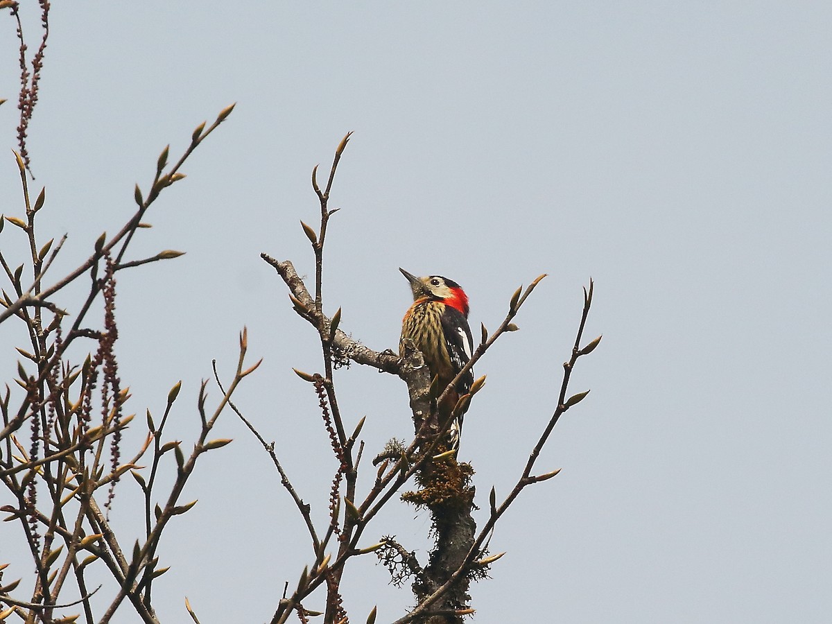 Crimson-naped Woodpecker - ML618604919