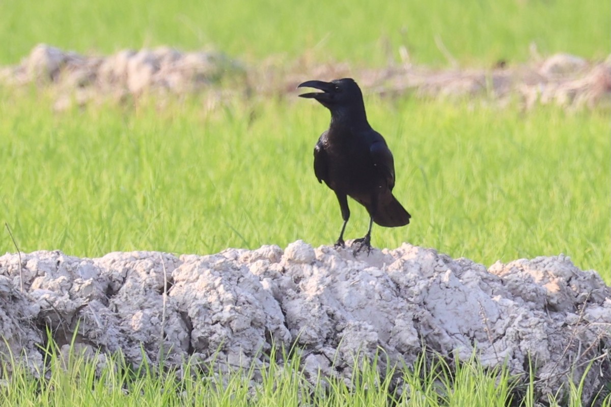 Large-billed Crow - Andrew William