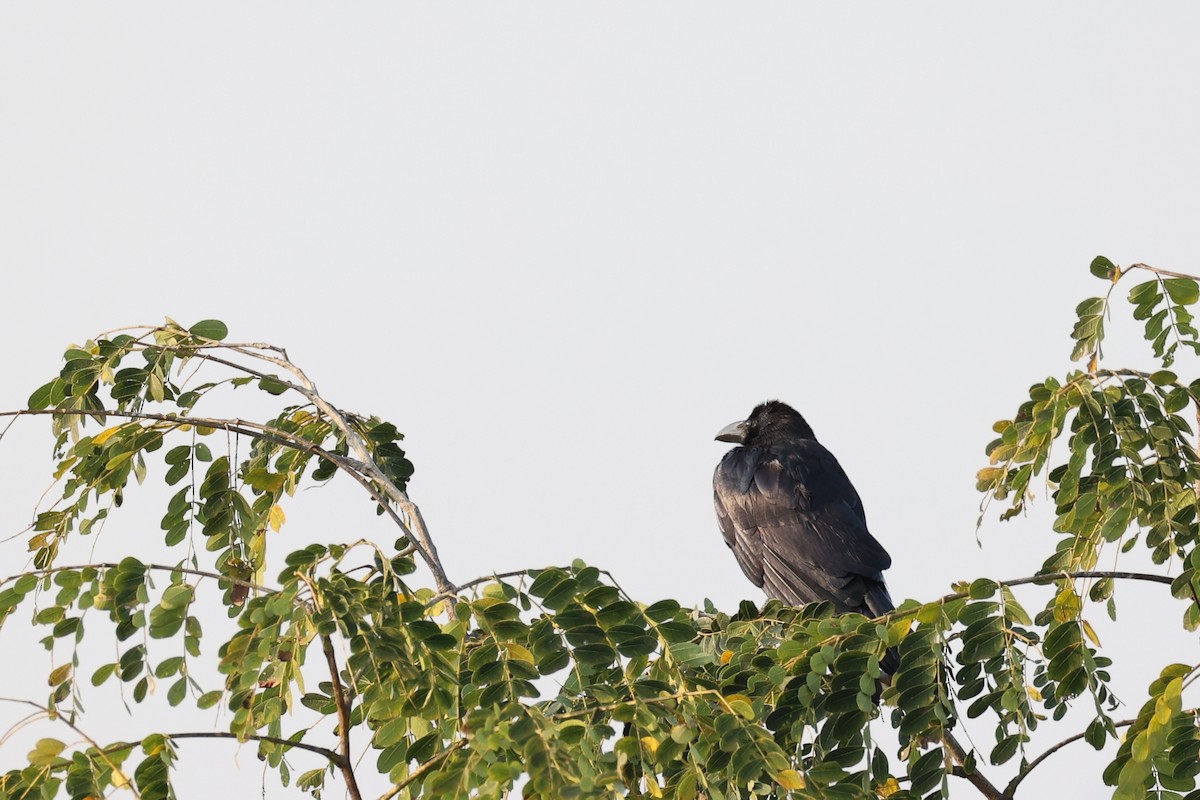 Large-billed Crow - ML618604955