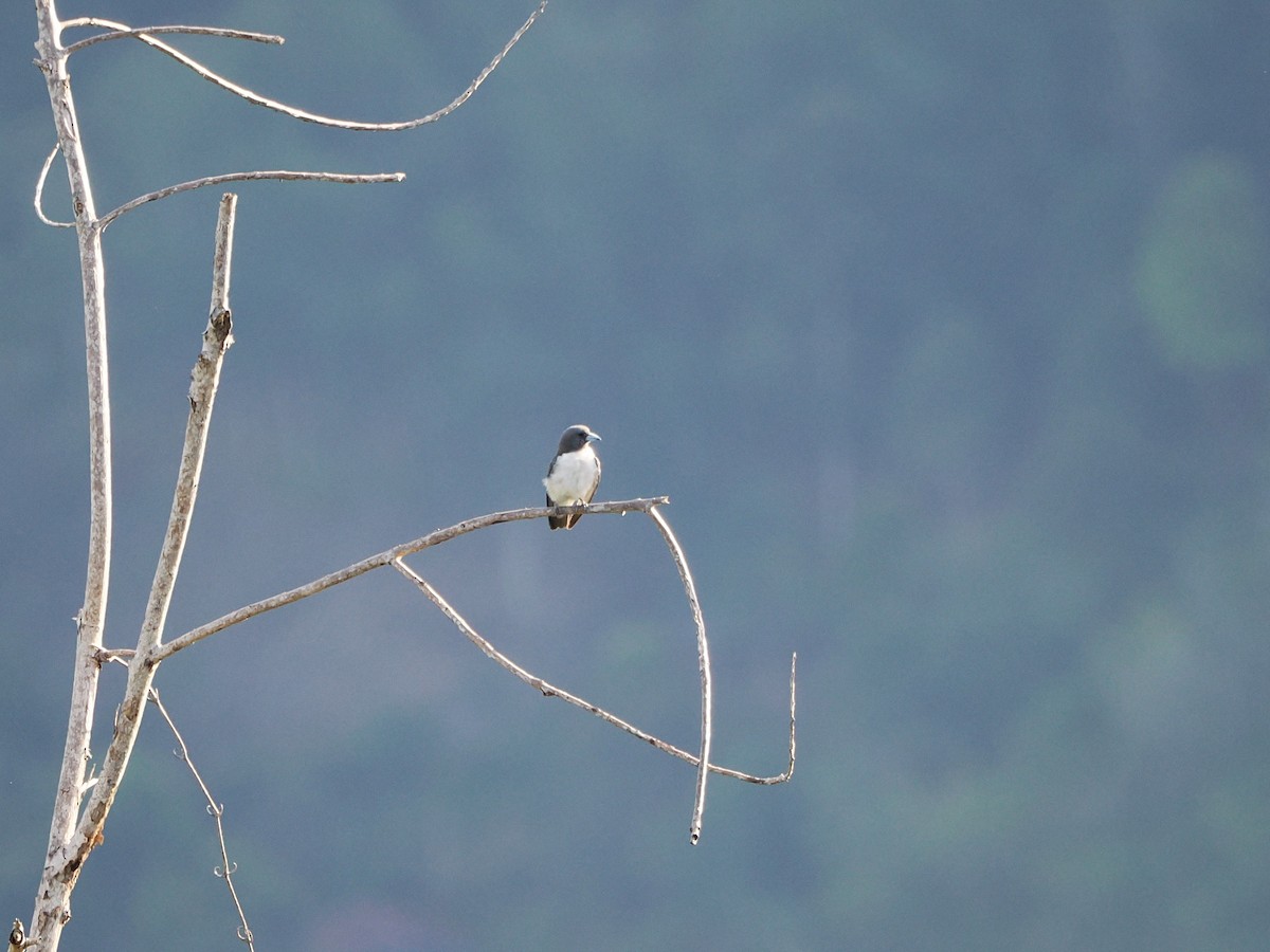 White-breasted Woodswallow - ML618604979