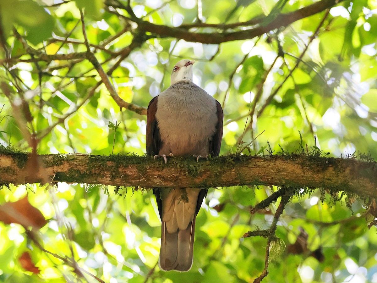 Mountain Imperial-Pigeon - ML618605016