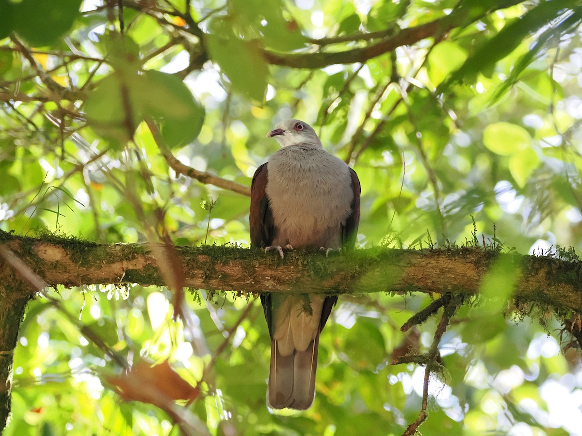 Mountain Imperial-Pigeon - ML618605017