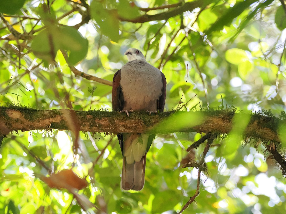 Mountain Imperial-Pigeon - ML618605018