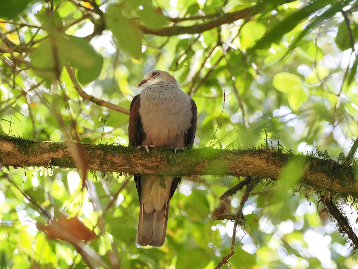 Mountain Imperial-Pigeon - ML618605019
