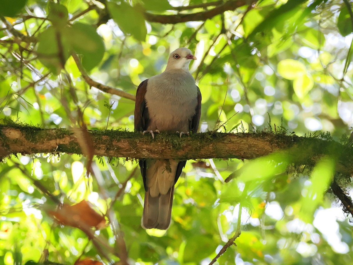 Mountain Imperial-Pigeon - ML618605020