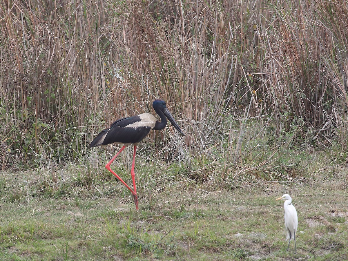 Black-necked Stork - ML618605075