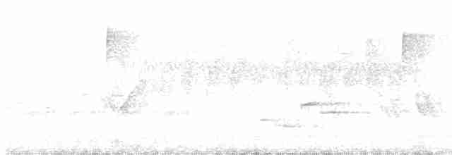 Дрізд-короткодзьоб Cвенсона - ML618605100
