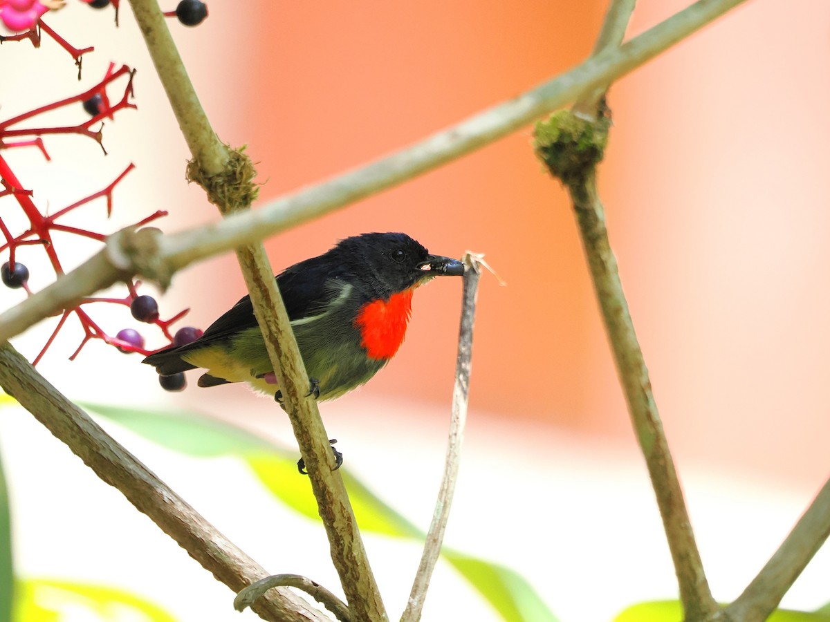 Black-sided Flowerpecker - ML618605107
