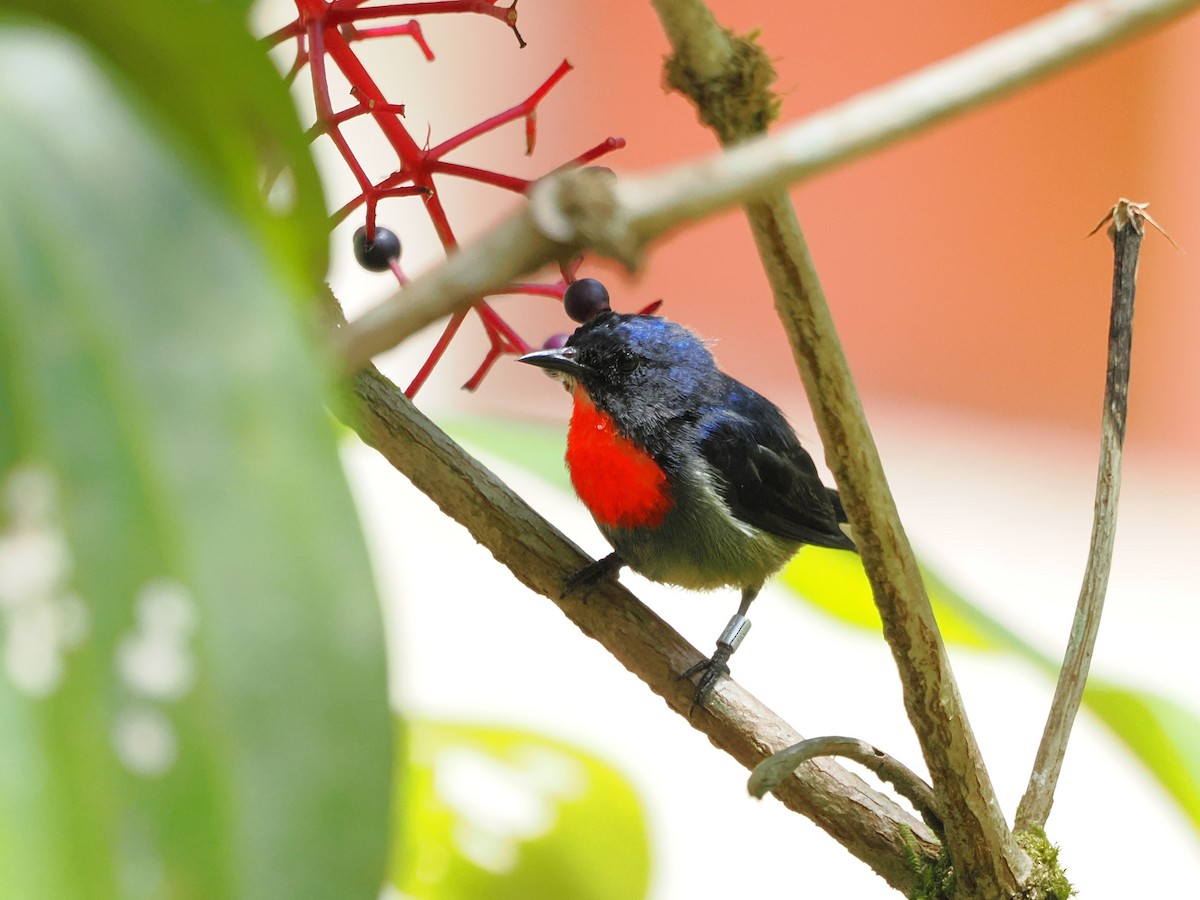 Black-sided Flowerpecker - ML618605110