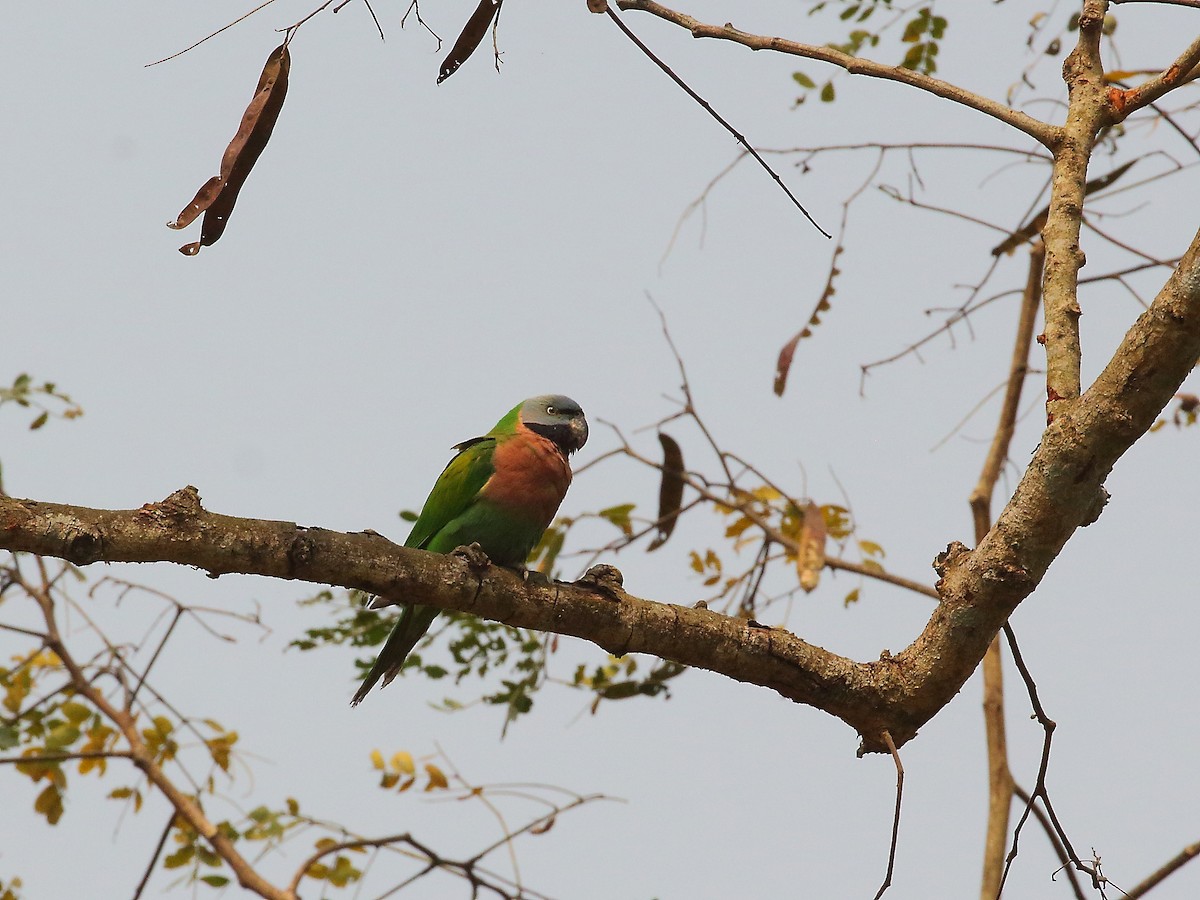 Red-breasted Parakeet - ML618605114