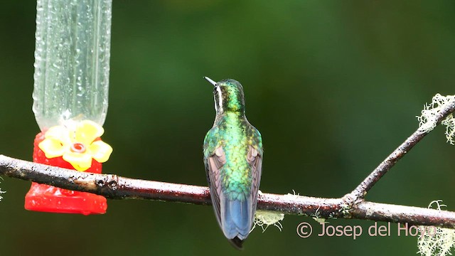 kolibřík pokřovní (ssp. castaneoventris) - ML618605135
