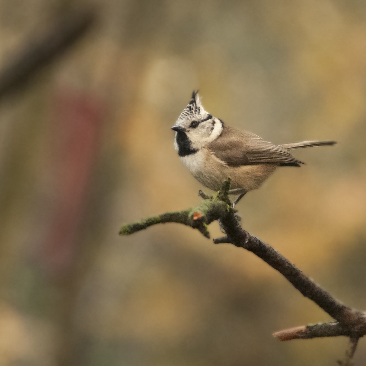 Crested Tit - ML618605159