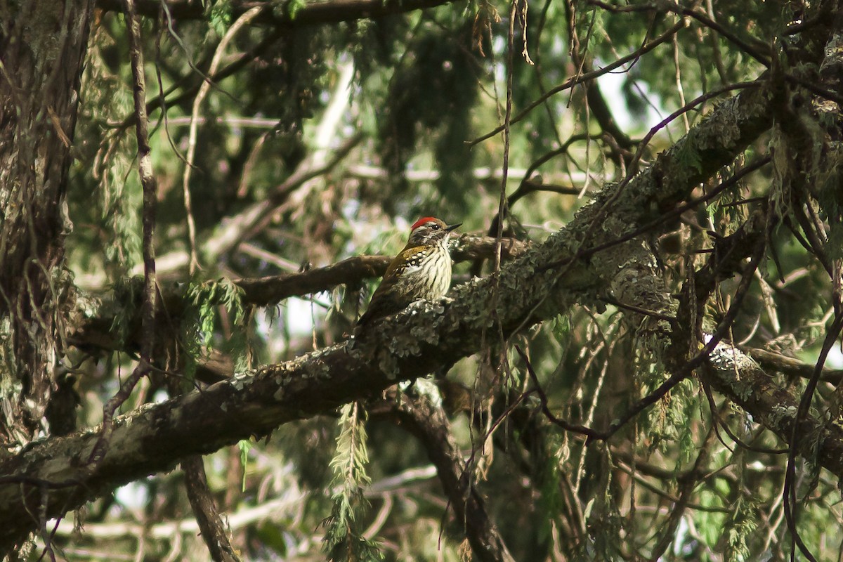 Abyssinian Woodpecker - ML618605185