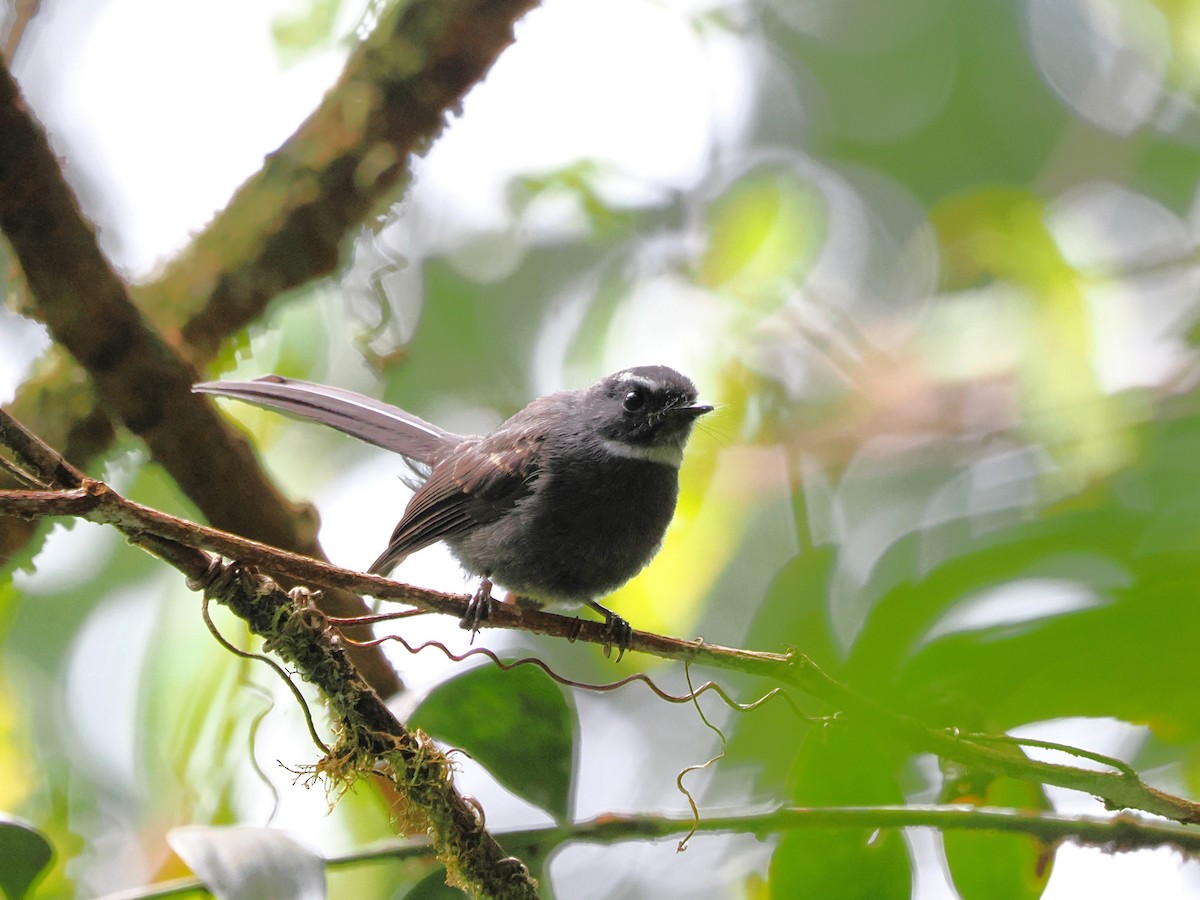 White-throated Fantail - ML618605198