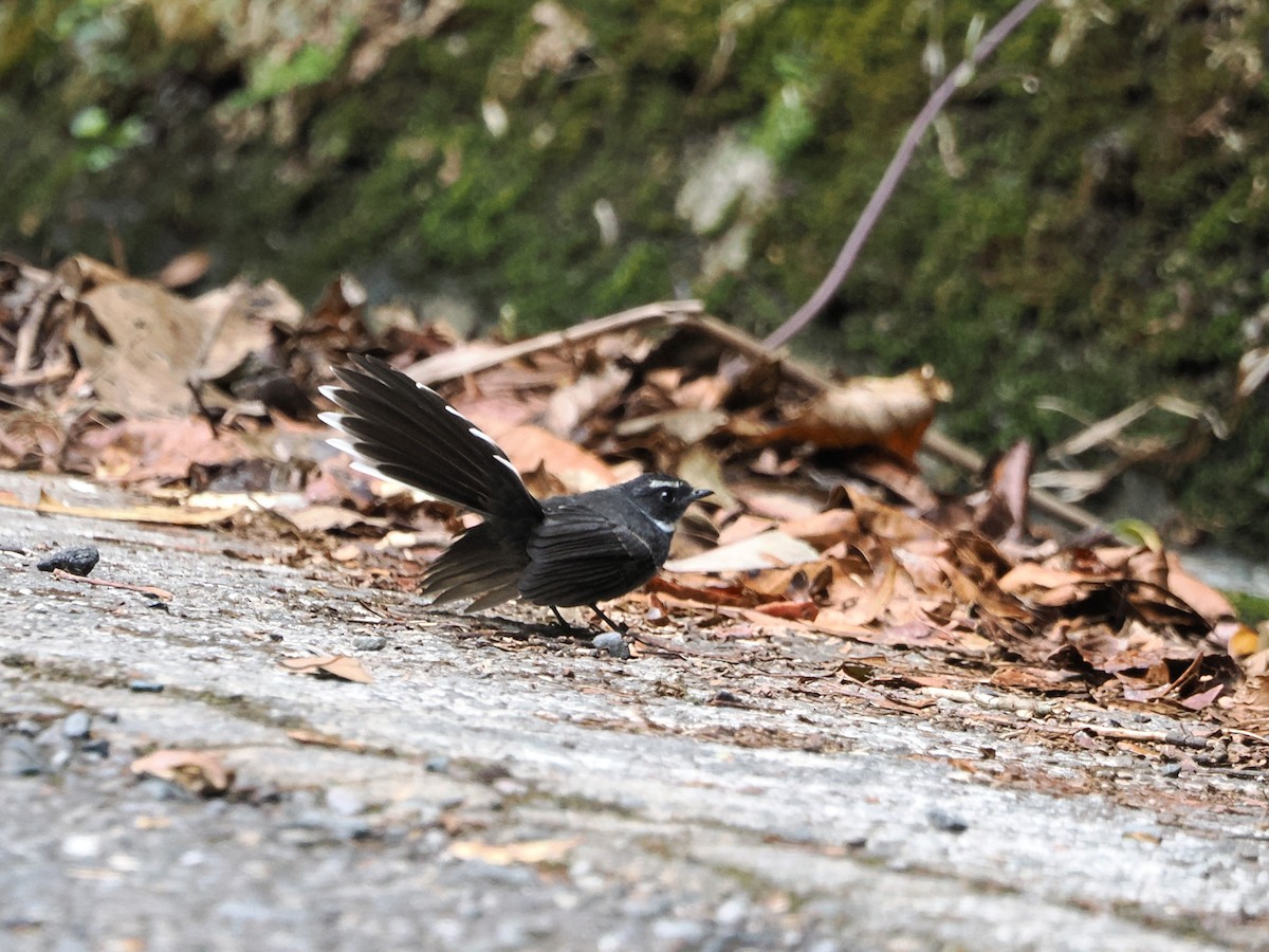 White-throated Fantail - ML618605199