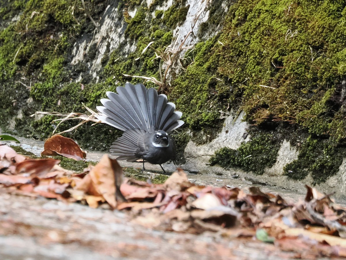 White-throated Fantail - ML618605200