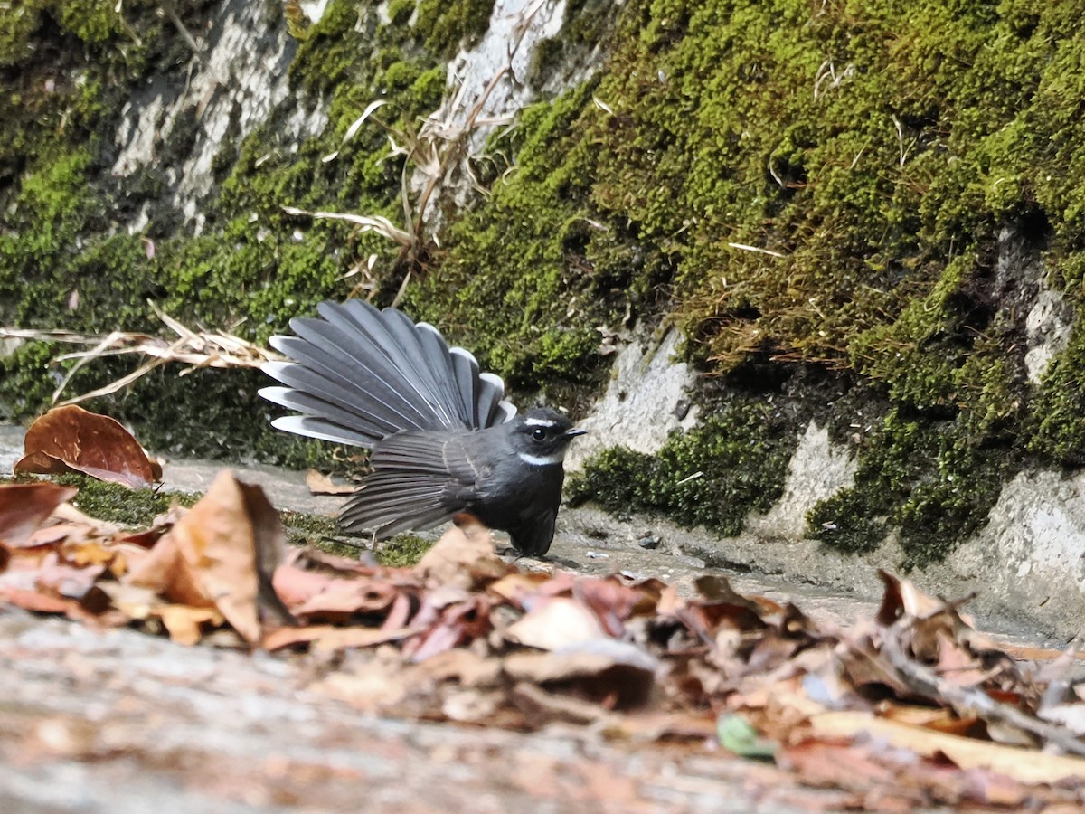 White-throated Fantail - ML618605201