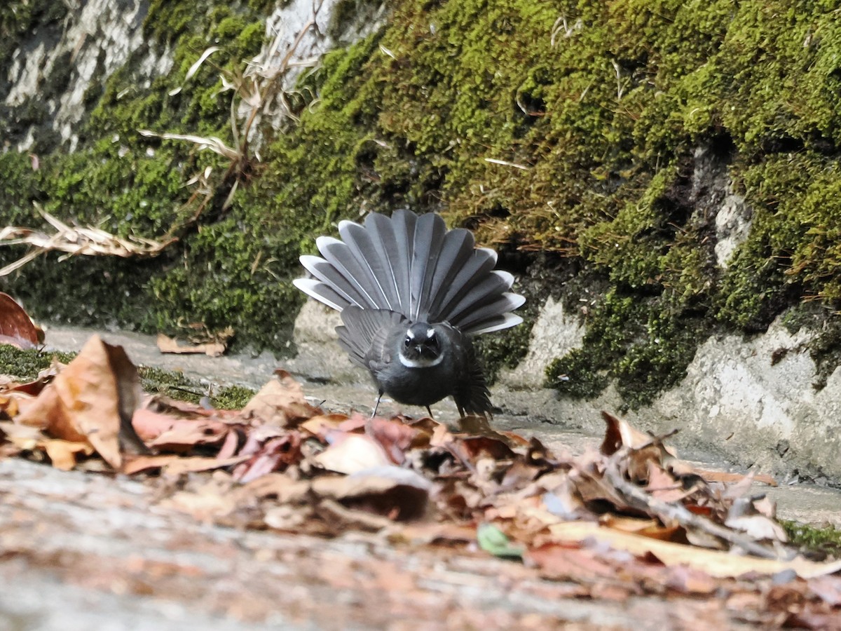 White-throated Fantail - ML618605202